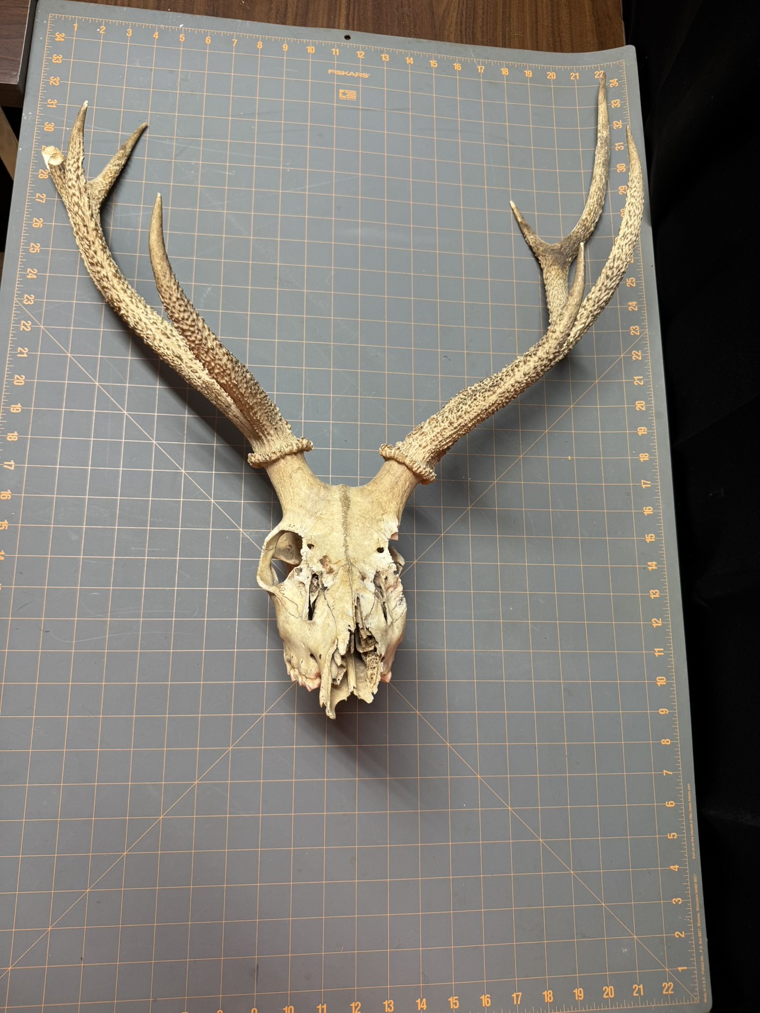 AXIS DEER Skull Antler (s) TEXAS Hunting Taxidermy Chews Horns Mount - Image 2