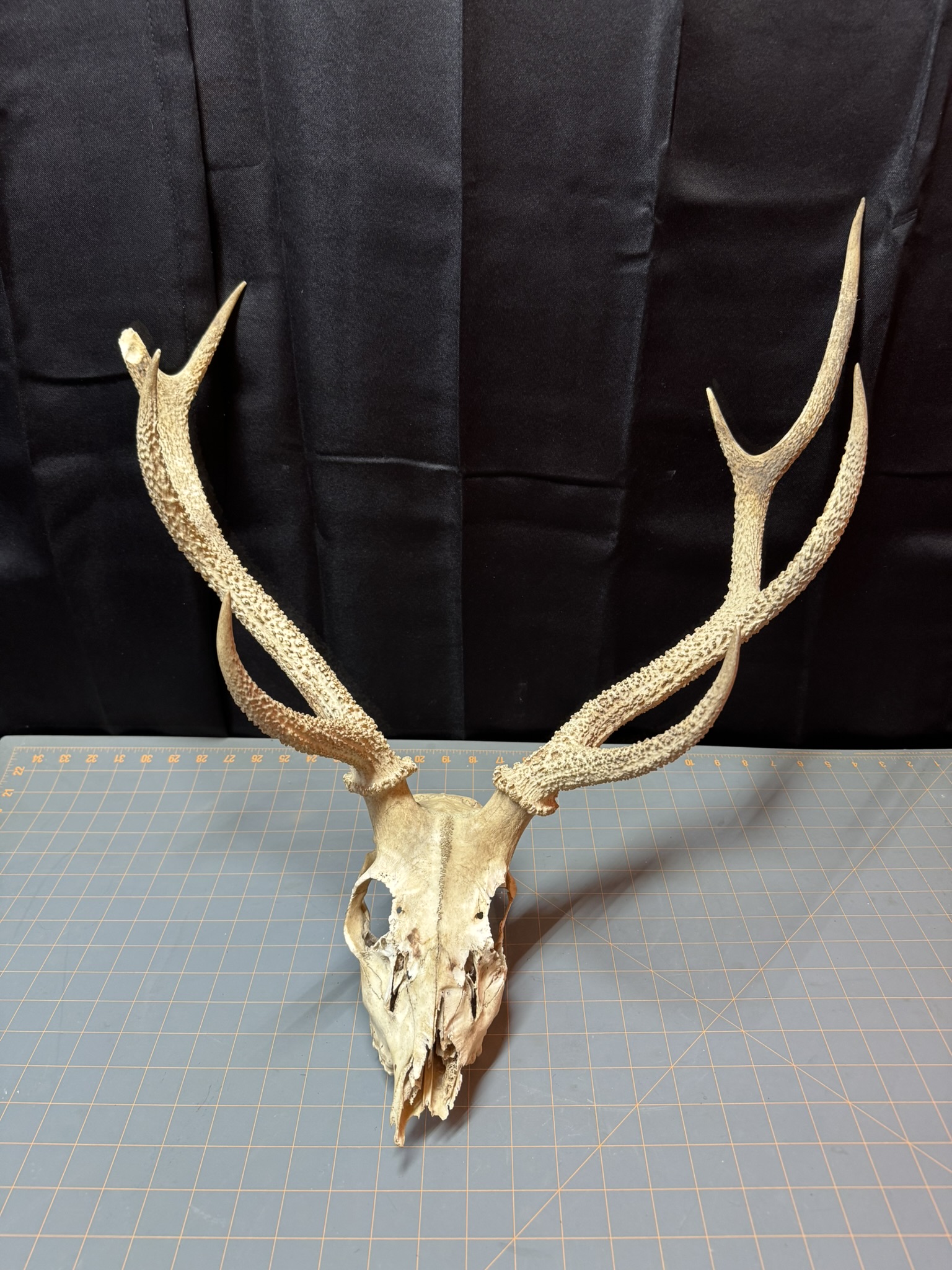 AXIS DEER Skull Antler (s) TEXAS Hunting Taxidermy Chews Horns Mount